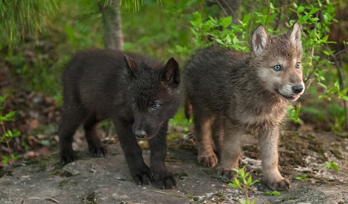 Zwei Wolfsjunge stehen auf einem Stein