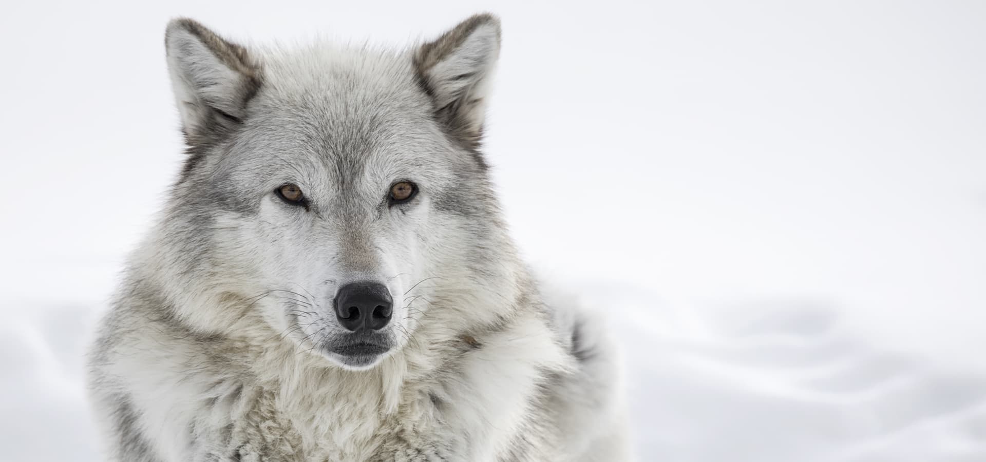 Weißer Wolf liegt im Schnee