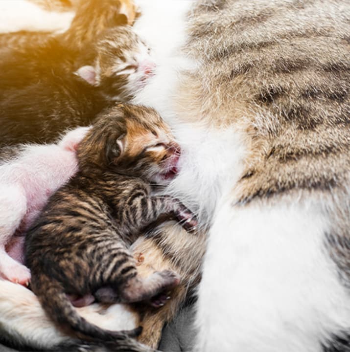 Katze säugt ihre Kitten