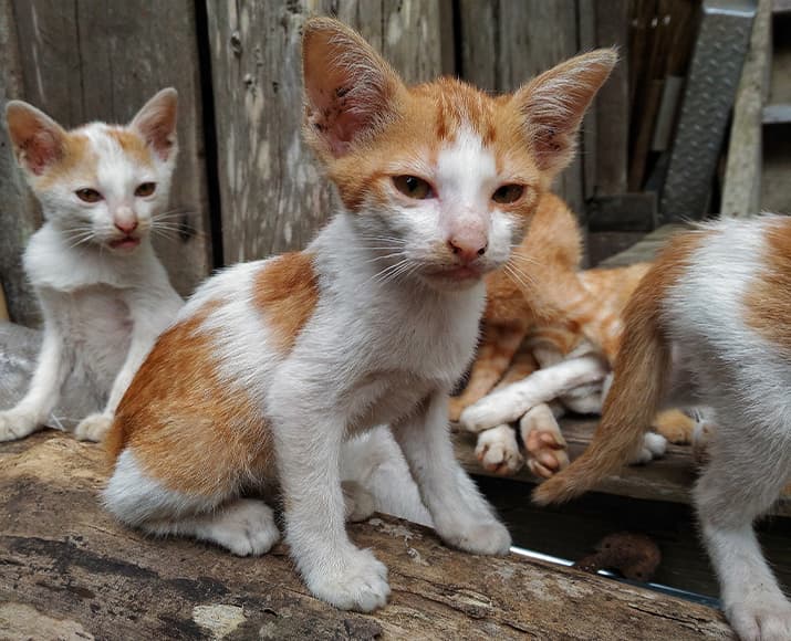 Abgemagerte Streunerkitten sitzen auf einem Zaun