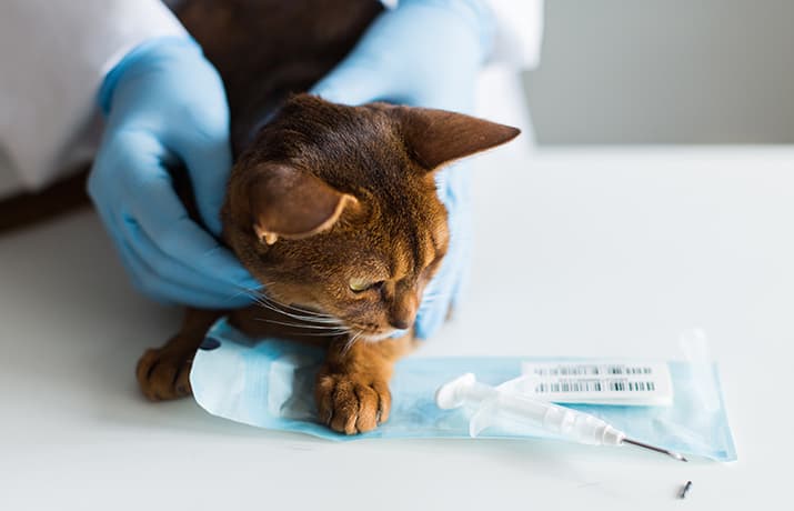 Katze bekommt einen Mikrochip vom Tierarzt