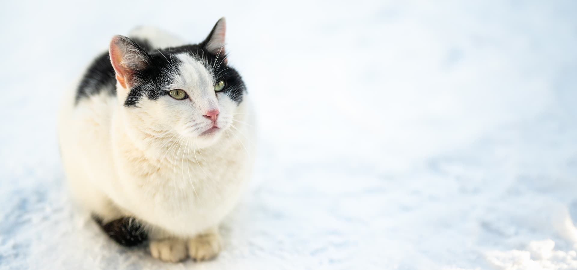Weiß-schwarze Katze sitzt im Schnee