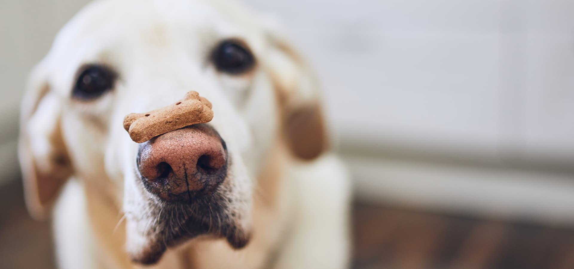Ein Labrador-Retriever mit einem Hundekeks auf der Nase