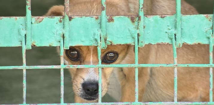Hund sitzt traurig vor einer Gittertür im Tierheim