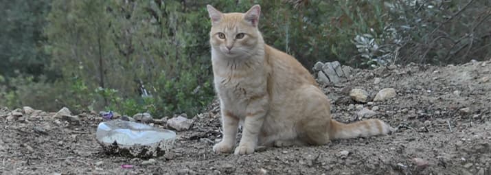 rot-getigerte Katze sitzt draußen