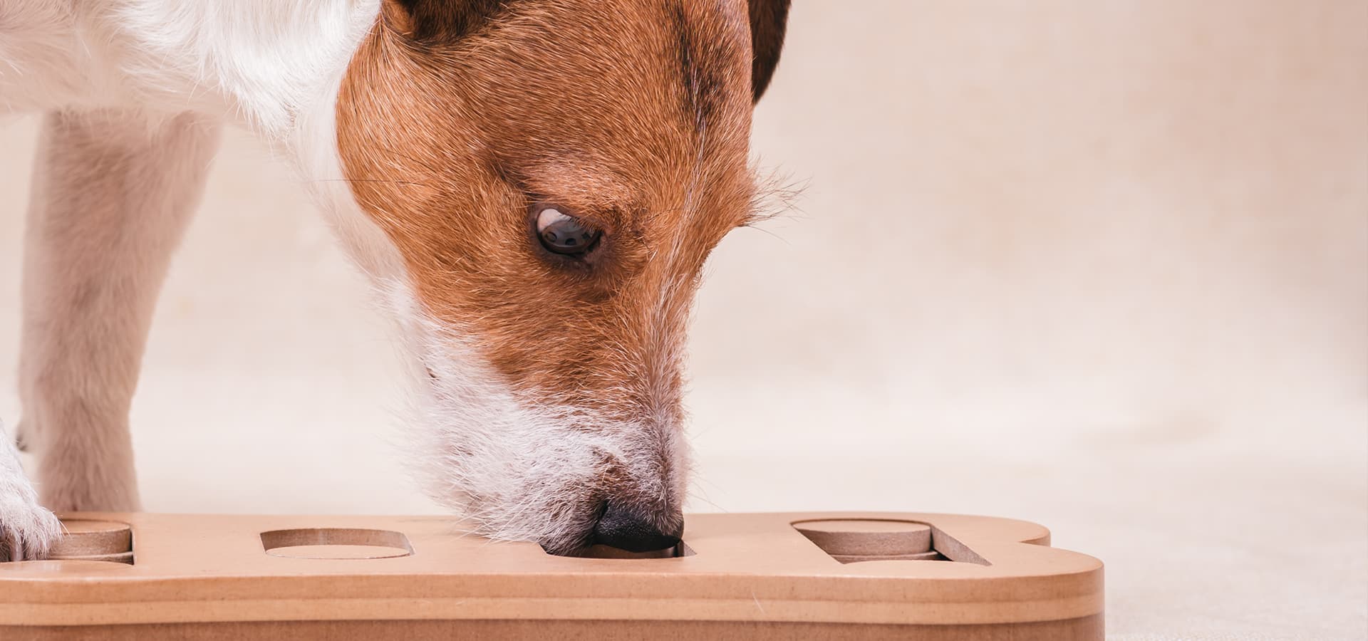 Jack-Russel-Terrier schnüffelt Leckerchen