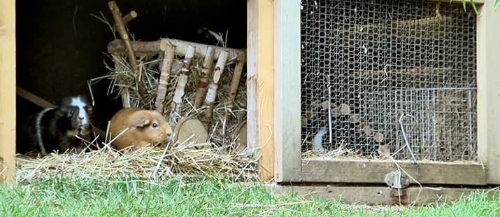 Zwei Meerschweinchen sitzen in einem offenen Käfig vor einer Wiese