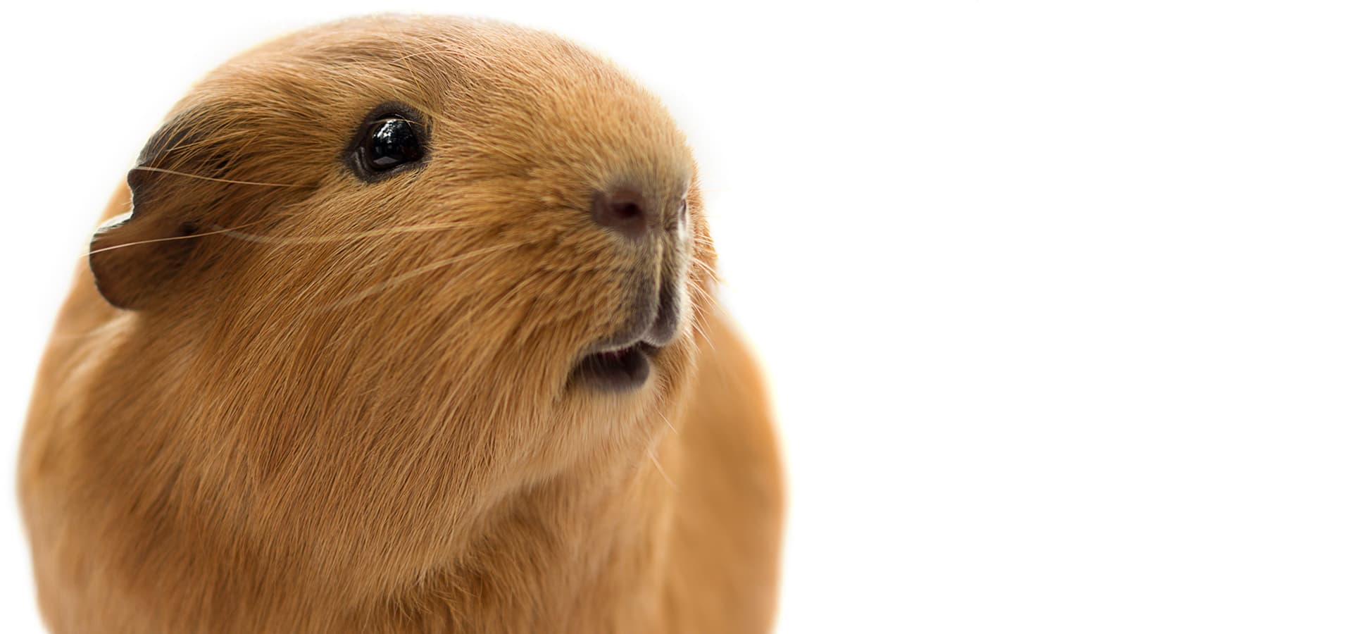 Braunes Meerschweinchen vor weißem Hintergrund