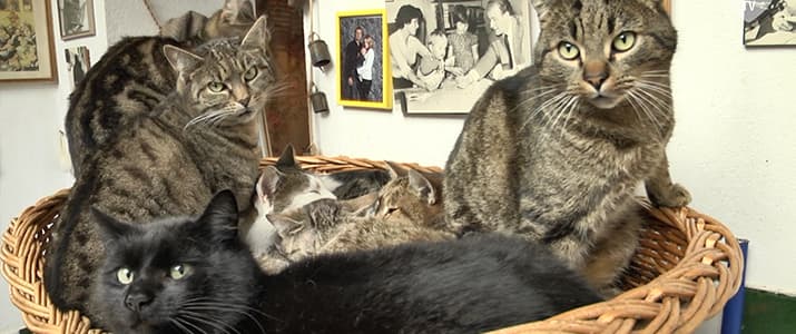 Katzen sitzen in einem Holzkorb
