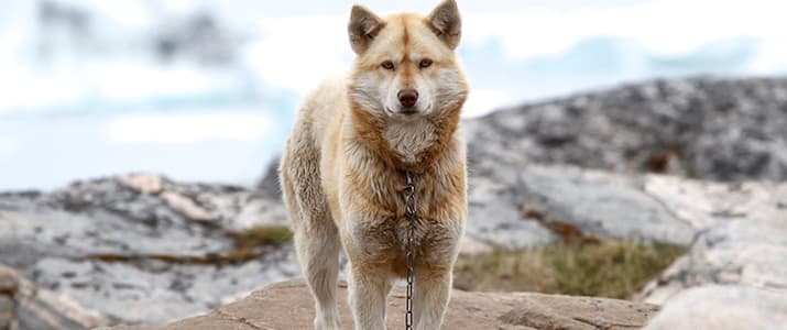 Grönlandhund steht auf Felsen und guckt in die Kamera