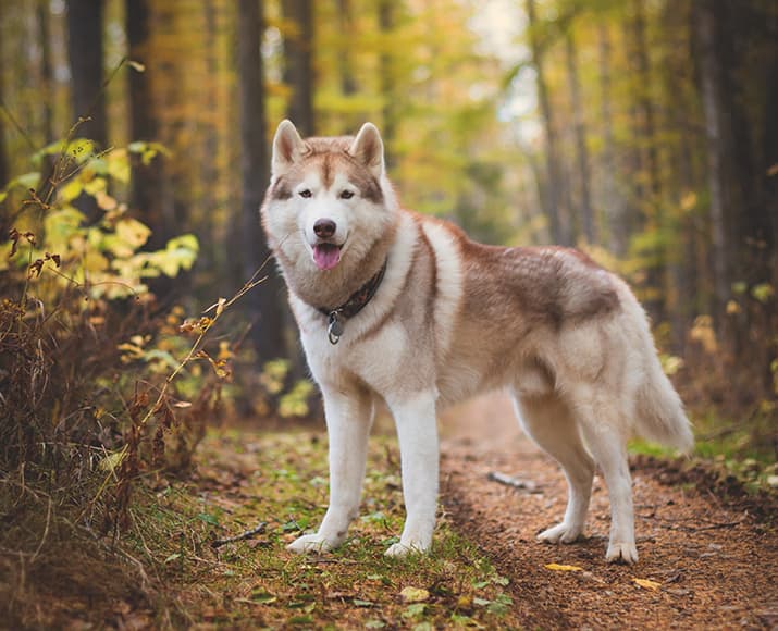 Sibirian Husky steht auf einem Waldweg und guckt in die Kamera