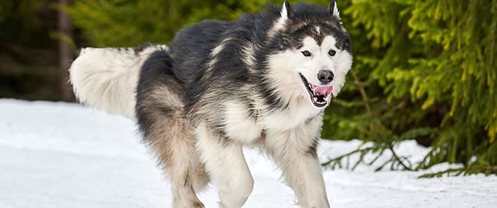 Alaskan Malamute rennt im Schnee