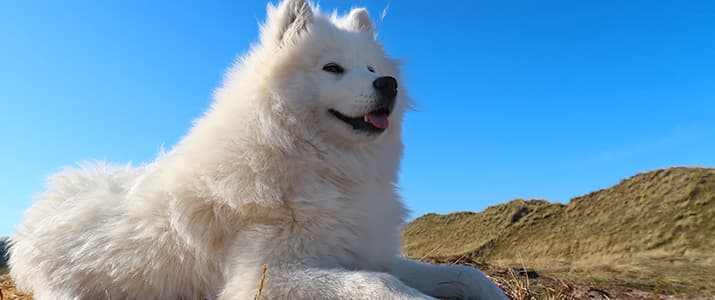 Samojede liegt glücklich vor blauem Himmel