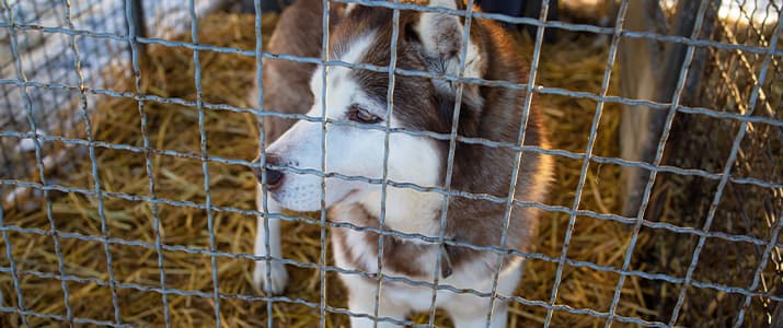 Husky sitzt traurig in einer Box eines Tierheimes