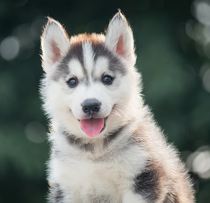 Huskywelpe guckt fröhlich in die Kamera