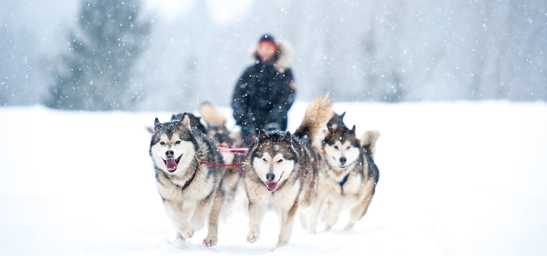 Schlittenrennen von Nordischen Hunden im Schnee