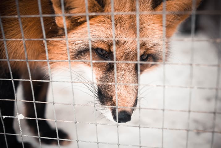 Fuchs guckt traurig durch Gitterstäbe