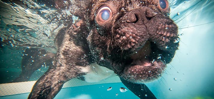 Französische Bulldogge unter Wasser fotografiert