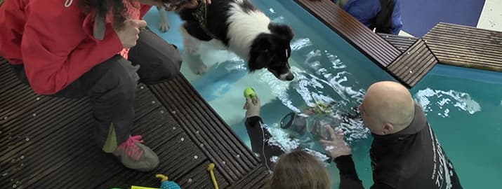 Hund geht ins Schwimmbecken und wird fotografiert