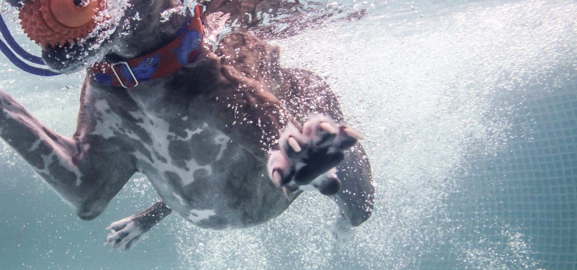Hund mit Spielzeug im Mund unter Wasser fotografiert