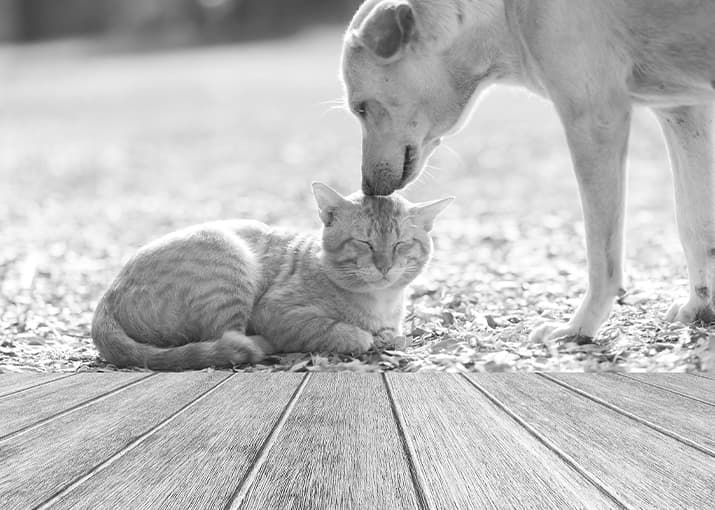 Hund schnuppert Katze am Kopf