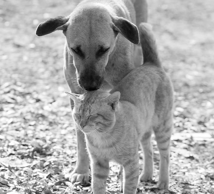 Hund schnuppert Katze am Kopf