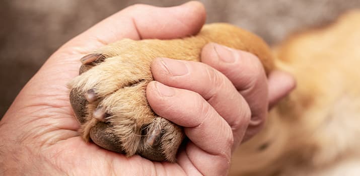 Mensch hält die Pfote seines Hundes in seiner Hand