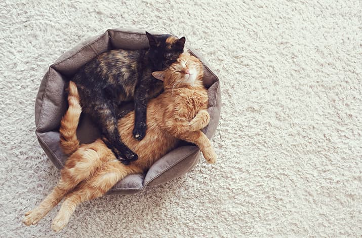 Zwei Katzen liegen gemütlich in einem runden Körbchen