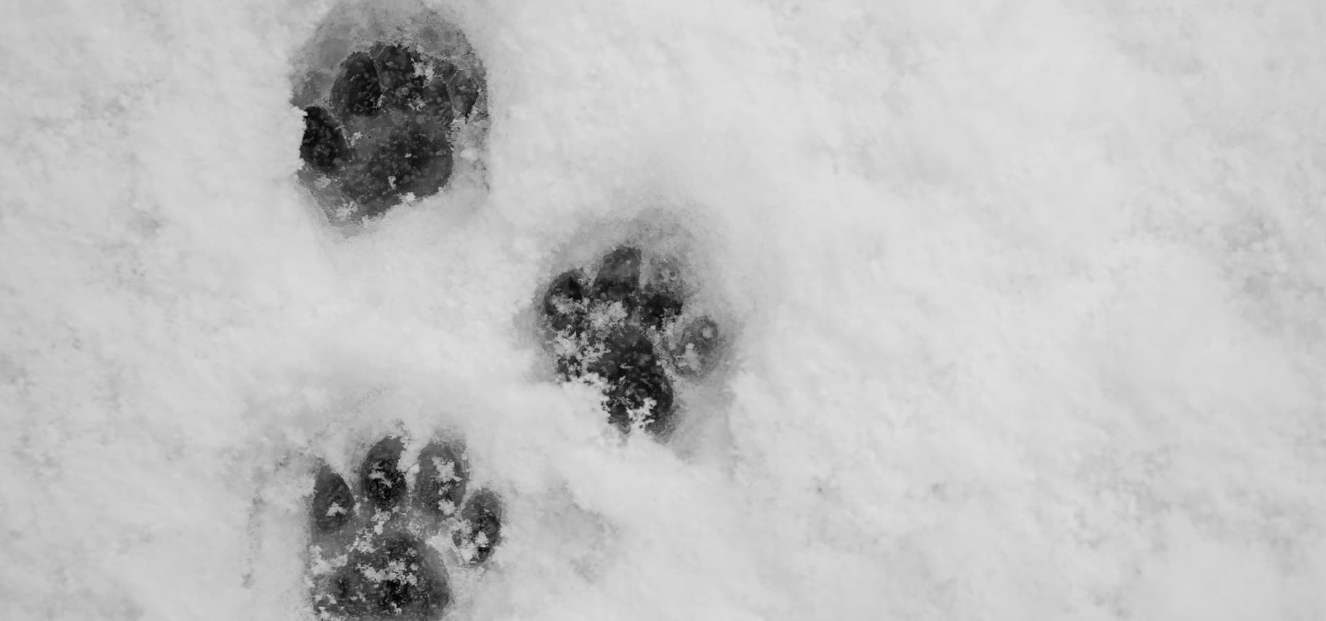 Abdrücke von Hundepfoten im Schnee