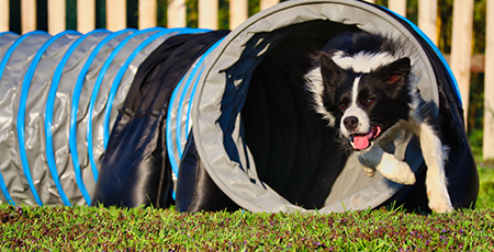 Border Collie rennt durch einen Sacktunnel