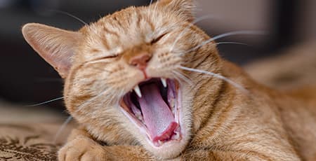 Zähne im geöffneten Maul einer roten Katze