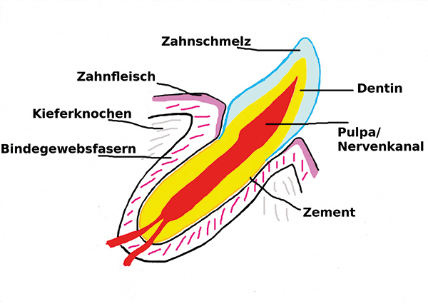 Symptome, Anzeichen für FORL bei Katzen